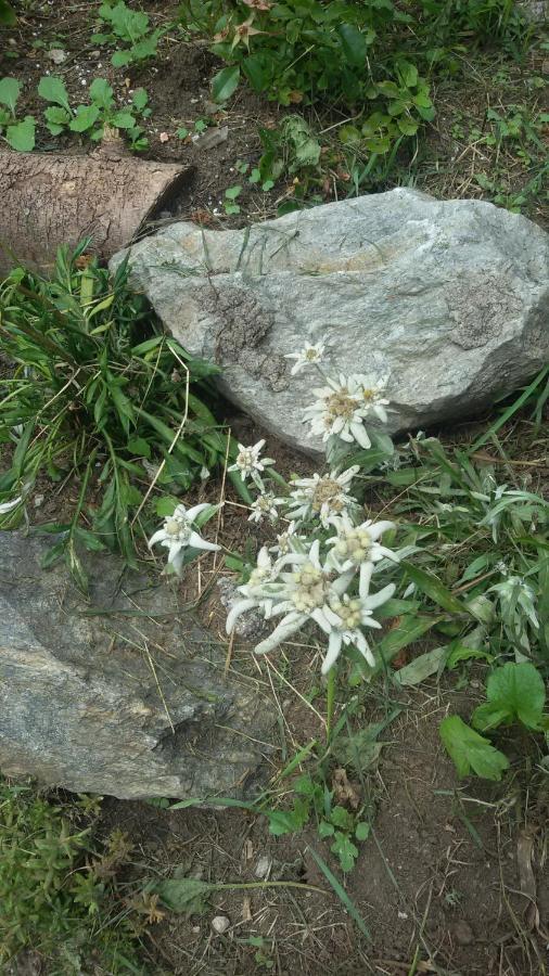 Rifugio Stella Alpina Hotell Saviore dell'Adamello Eksteriør bilde